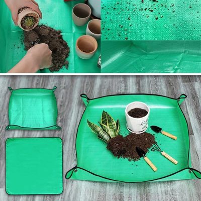 Szőnyeg növények átültetésének  | FLORAMAT